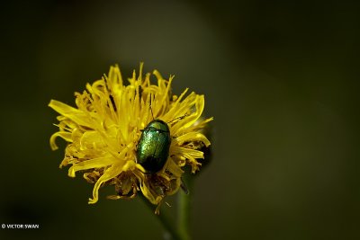 Cryptocephalus aureolus.JPG