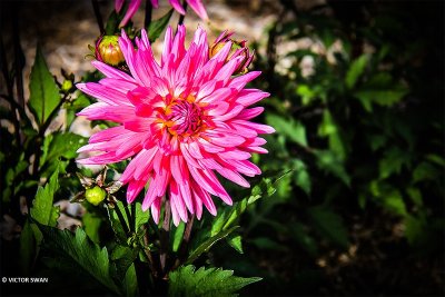Dahlia-Blue Record.JPG