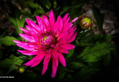 Dahlia-Blue Record.JPG