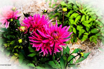 Dahlia-Blue Record.JPG