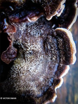 Paarse korstzwam - Chondrostereum purpureum.JPG