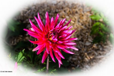 Dahlia-Blue Record.JPG