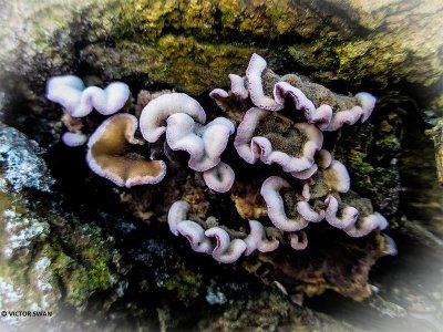 Paarse korstzwam - Chondrostereum purpureum .JPG