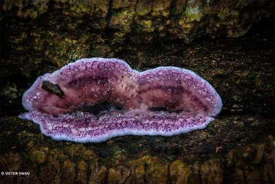 Paarse korstzwam - Chondrostereum purpureum.JPG