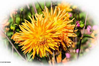 Dahlia-Burgemeester Dirckx.JPG