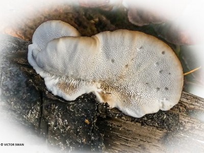 Ruig elfenbankje - Trametes hirsuta.JPG