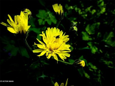 Groot streepzaad - Crepis biennis.JPG