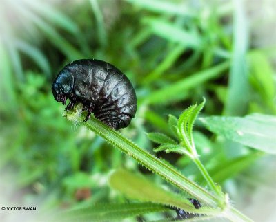 Gevlekt wilgenhaantje - Chrysomela vigintipunctata.JPG