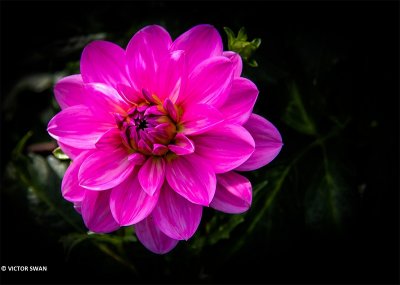 Dahlia-Onesta.JPG