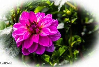 Dahlia-Onesta.JPG