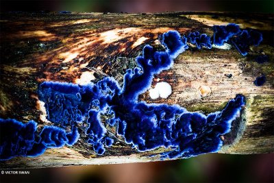 Blauwe korstzwam - Terana caerulea.JPG