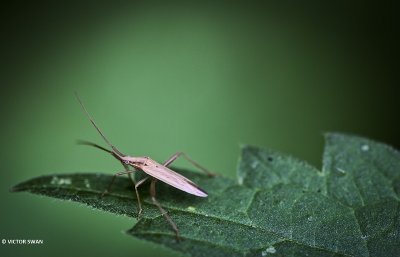 Gewone smallijf - Stenodema laevigata.JPG