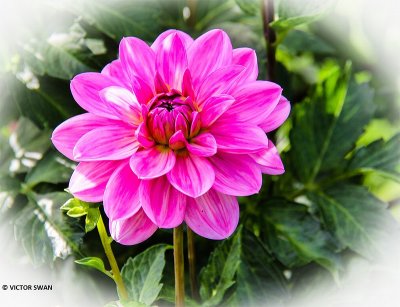 Dahlia-Onesta.JPG