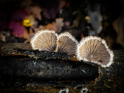 Waaiertje - Schizophyllum commune.jpg