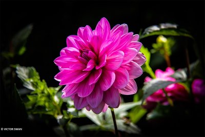 Dahlia-Onesta.JPG