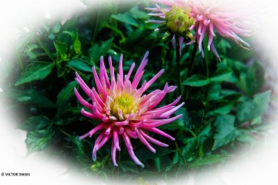 Dahlia-Park Princess.JPG