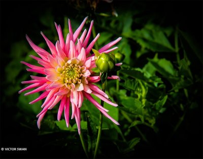 Dahlia-Park Princess.JPG