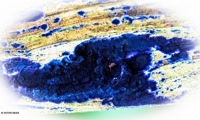 Blauwe korstzwam - Terana caerulea.JPG