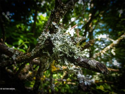 Eikenmos - Evernia prunastri.JPG