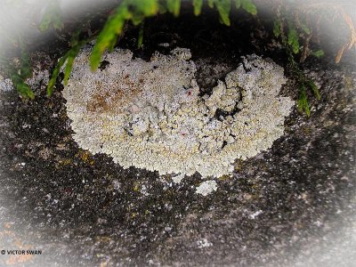 Muurschotelkorst - Lecanora muralis.JPG