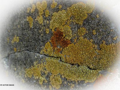 Oranje dooiermos - Xanthoria calcicola.JPG