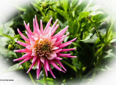 Dahlia-Park Princess.JPG