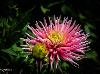 Dahlia-Park Princess.JPG