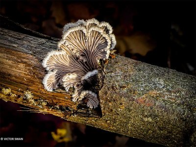 Waaiertje - Schizophyllum commune .jpg