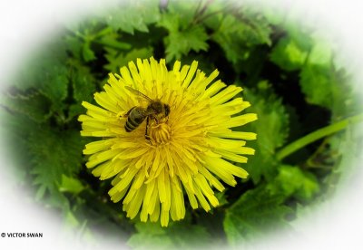 Honingbij - Apis mellifera.JPG