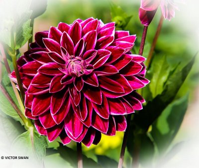 Dahlia-Purple Pearl.JPG