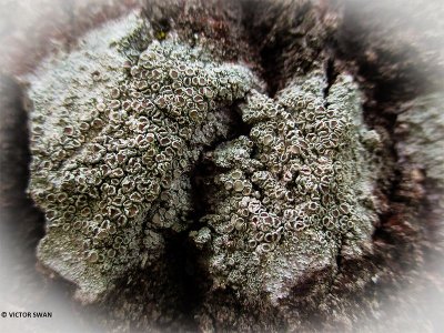 Witte schotelkorst - Lecanora chlarotera.JPG