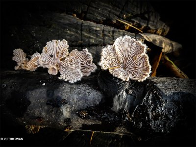 Waaiertje - Schizophyllum commune.JPG