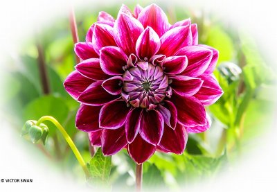Dahlia-Purple Pearl.JPG