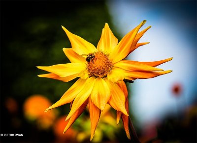 Dahlia-Cryson Rising Sun.JPG