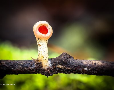 krulhaarkelkzwam - Sarcoscypha austriaca.JPG