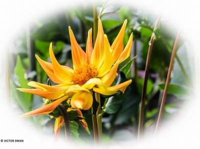 Dahlia-Cryson Rising Sun.JPG