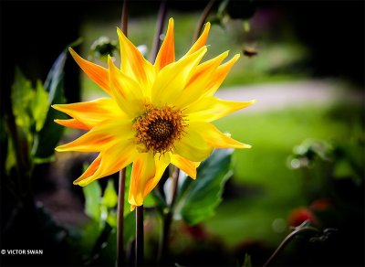 Dahlia-Cryson Rising Sun.JPG