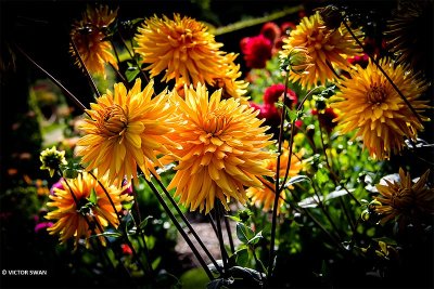 Dahlia-Gold Crown.JPG