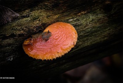 Zalmzwam - Rhodotus palmatus.JPG