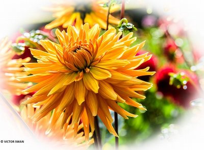 Dahlia-Gold Crown.JPG