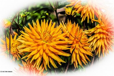 Dahlia-Gold Crown.JPG