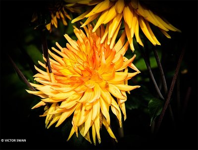 Dahlia-Gold Crown.JPG