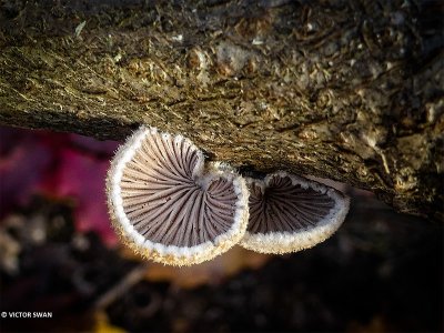 Waaiertje - Schizophyllum commune.JPG