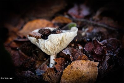 Grote bostrechterzwam - Clitocybe phyllophila.JPG