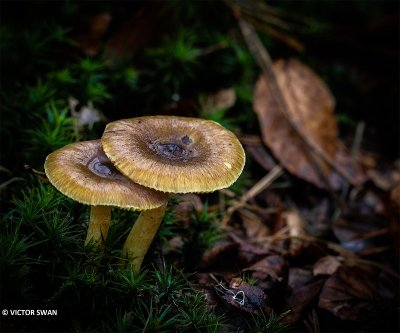 Dennenslijmkop - Hygrophorus hypothejus.jpg