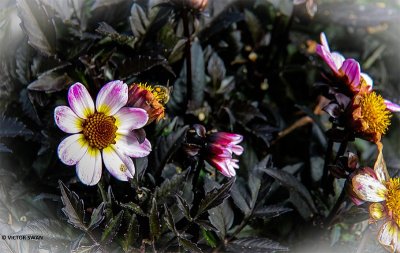 Dahlia-Dark Angel American Pie.JPG
