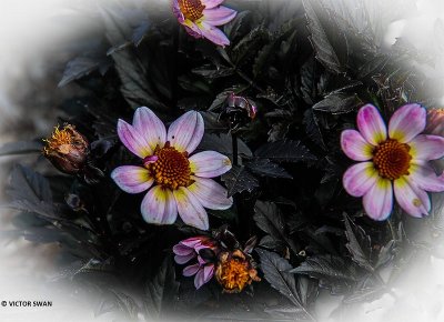 Dahlia-Dark Angel American Pie.JPG
