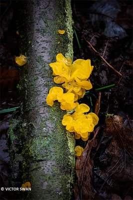 Gele Trilzwam - Tremella mesenterica.JPG