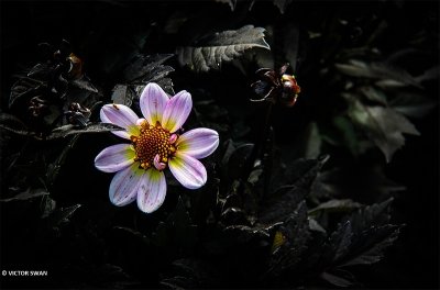 Dahlia-Dark Angel American Pie.JPG