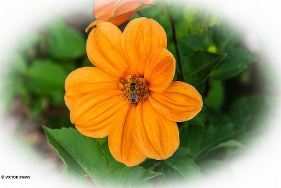 Dahlia-G.F.Hemerick.JPG